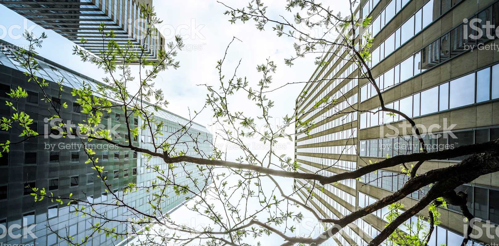 Skyscraper offices view through leaves on a tree